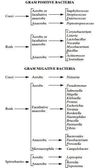 Basic-classification-of-Medically-Important-Bacteria
